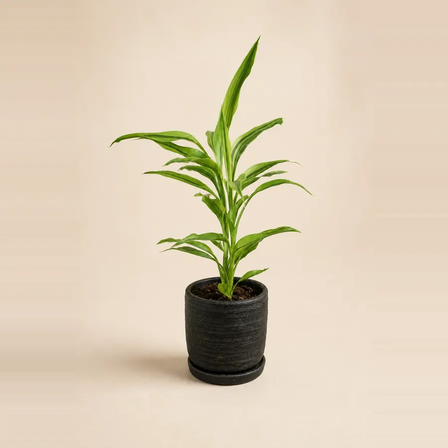 ドラセナ・サンデリアーナ・ゴールド