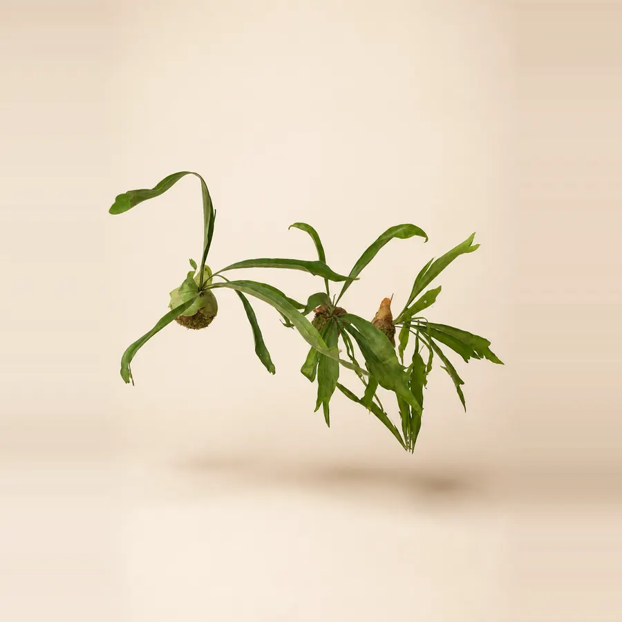 ビカクシダ苔玉（吊り）
