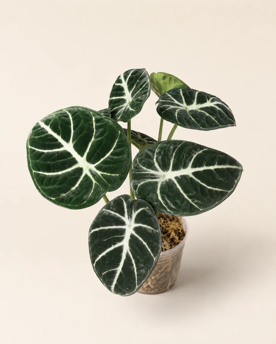冬の観葉植物の管理｜水やりを減らす時期と置き場所（熊本の冬越し）